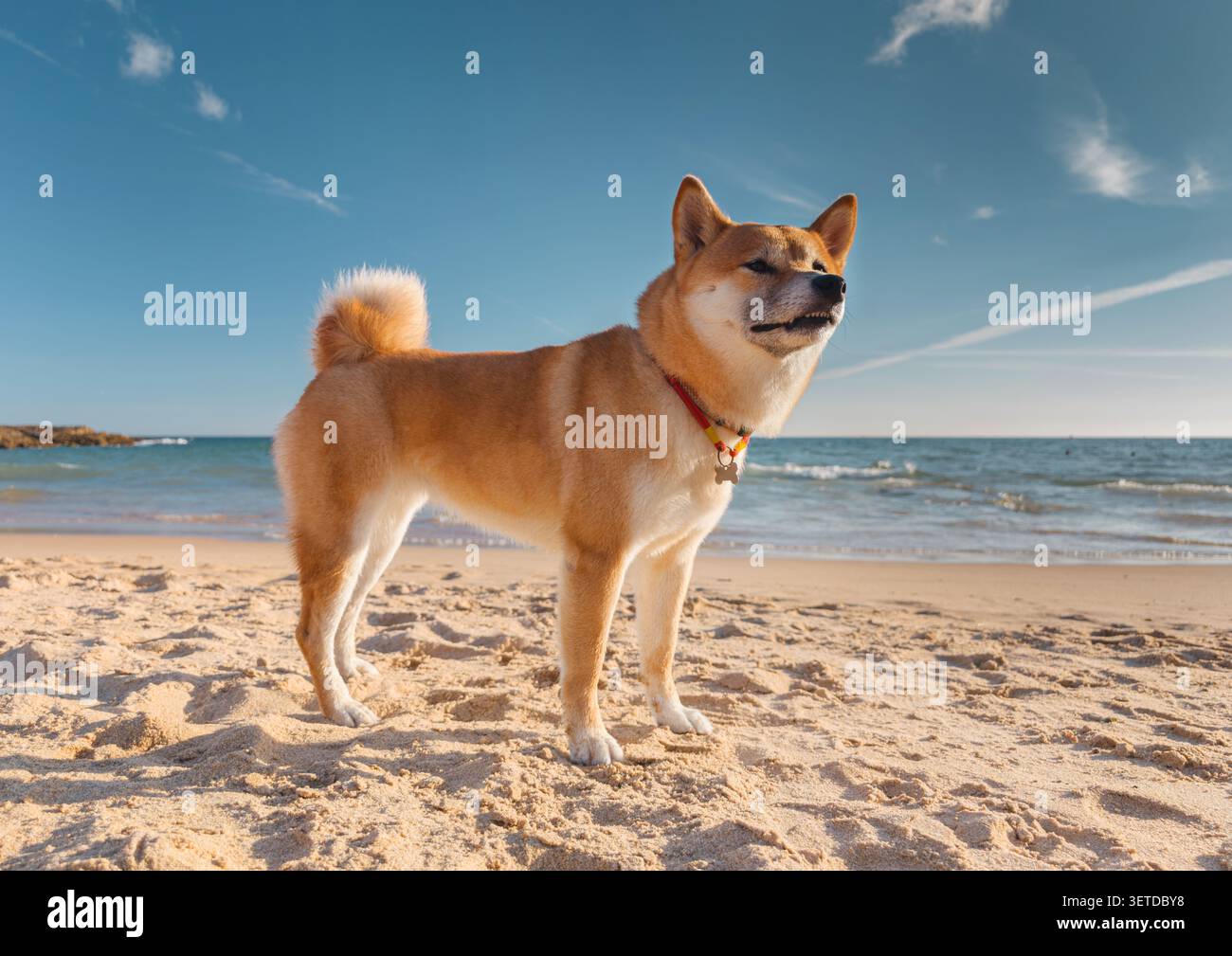 Shiba Inu Hund spaziert entlang der sandigen, sonnigen Sommerküste des Ozeans. Stockfoto