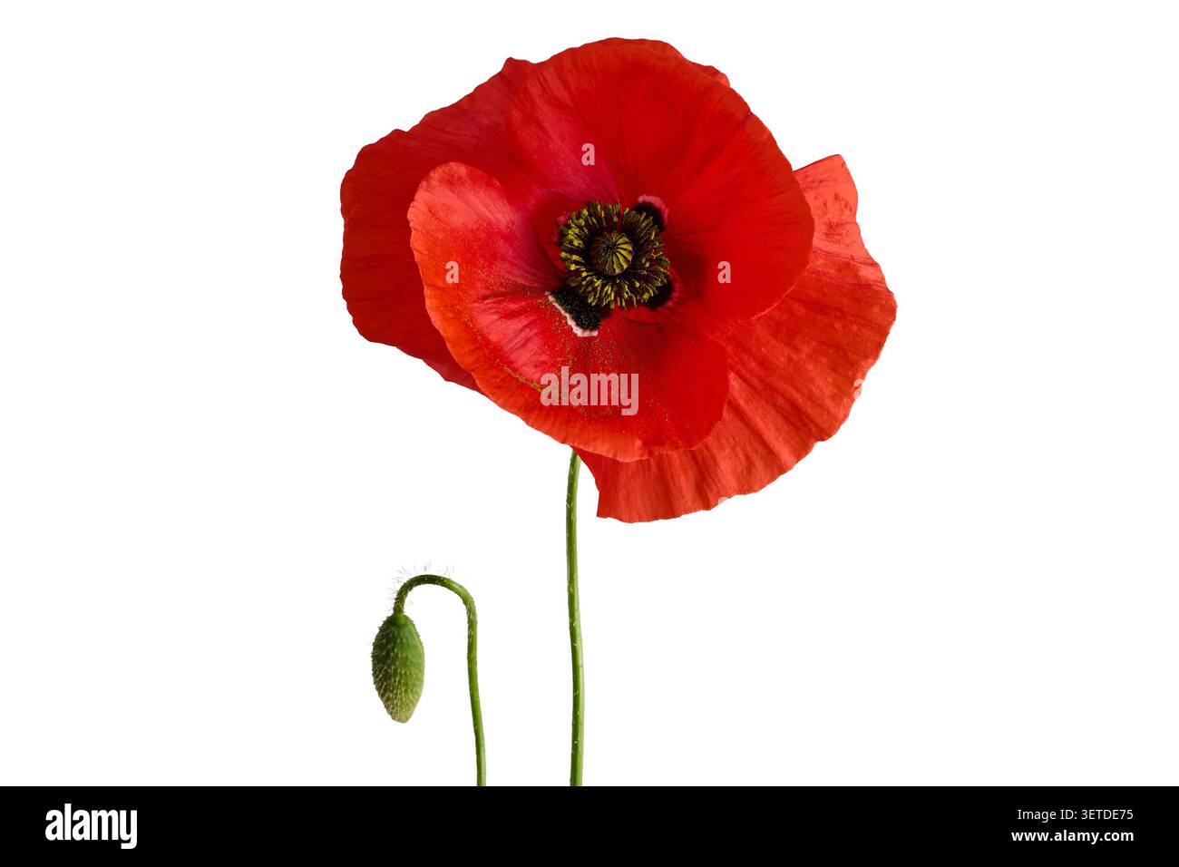 Rote Mohnblüte mit grün geschlossener Mohnknospe Stockfoto