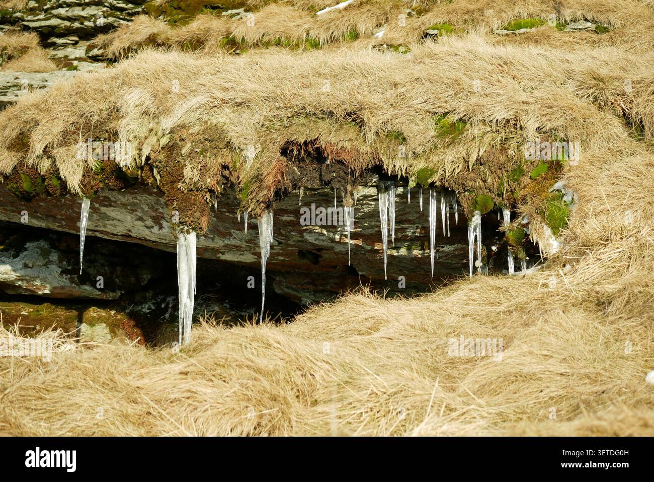 Braunes getrocknetes Moos Gras und gefrorene Eiszapfen Hängen Kristall weißes Eis Schnee Wassertropfen Petrovy Kameny Naturschutzgebiet in Jeseniky Tschechien Stockfoto