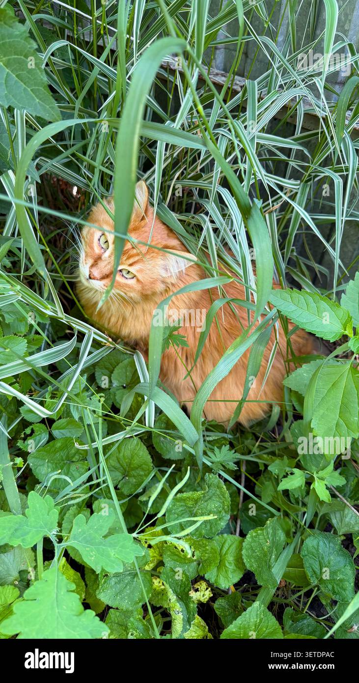 Eine flauschige Ingwerkatze, die sich in einem Sommergarten aus dichtem grünen Gras und verschiedenen Blättern versteckt. - Smartphone-aufgenommenes Stockfoto