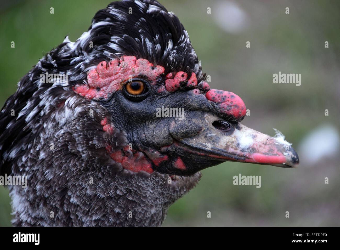 Nahporträt einer Moschusente mit markanten roten Gesichtskarunkeln Stockfoto