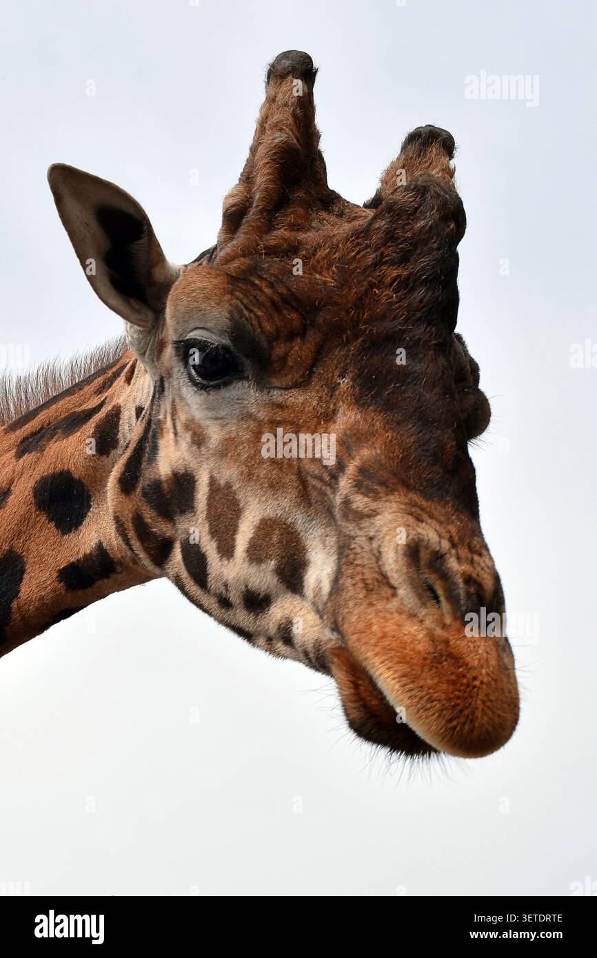 Nahaufnahme einer Giraffe am hellen Himmel im West Midlands Safari Park, Worcestershire, England Stockfoto