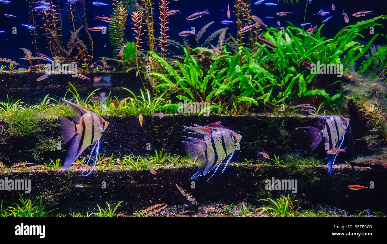 Tropische Fische Pterophyllum scalare altum, im Aquarienwasser schwimmende Engelsfische Stockfoto