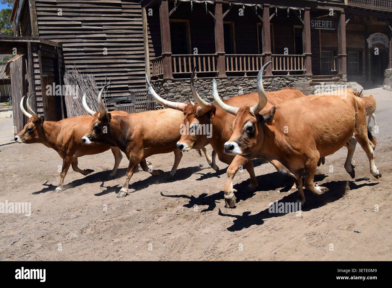 Sioux City, Gran Canaria, Spanien - 25. Juni 2025: Texas Longhorn Cattle Walking through Wild West Motto Street Stockfoto