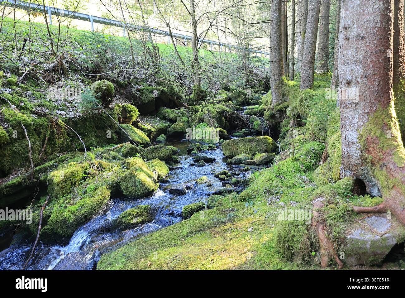 Idyllischer Poppelbach bei Gompelscheuer im Schwarzwald Stockfoto