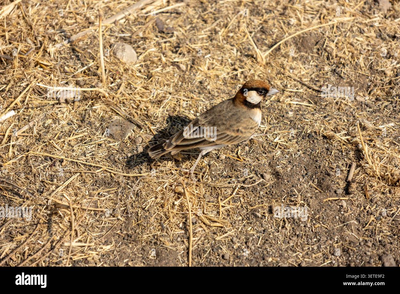 Eremopterix leucotis auf dem Boden im Amboseli-Nationalpark Kenia Stockfoto
