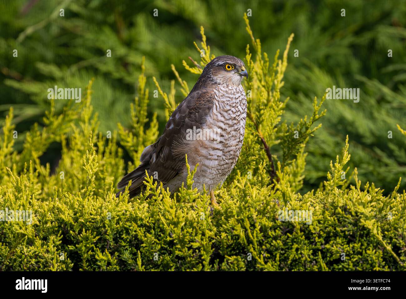 Wilder Europäischer Sparrowhawk, Accipiter nisus, sitzt in einer Gartenhecke in Wales Stockfoto