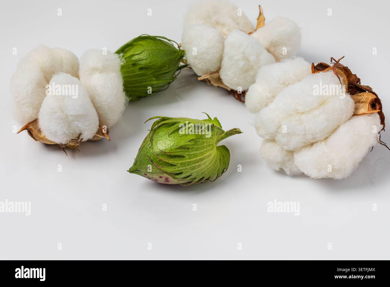 Isolierte Nahaufnahme von Wattebolle und Lokula. Konzept der Baumwollpreise, der landwirtschaftlichen Zölle und der Handelszölle. Stockfoto
