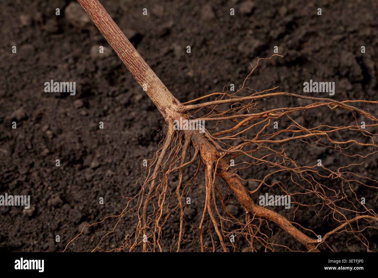 Baumwollpflanzenwurzelsystem im Feld. Baumwollanbau, Pflanzengesundheit und Wurzelsystemkonzept. Stockfoto