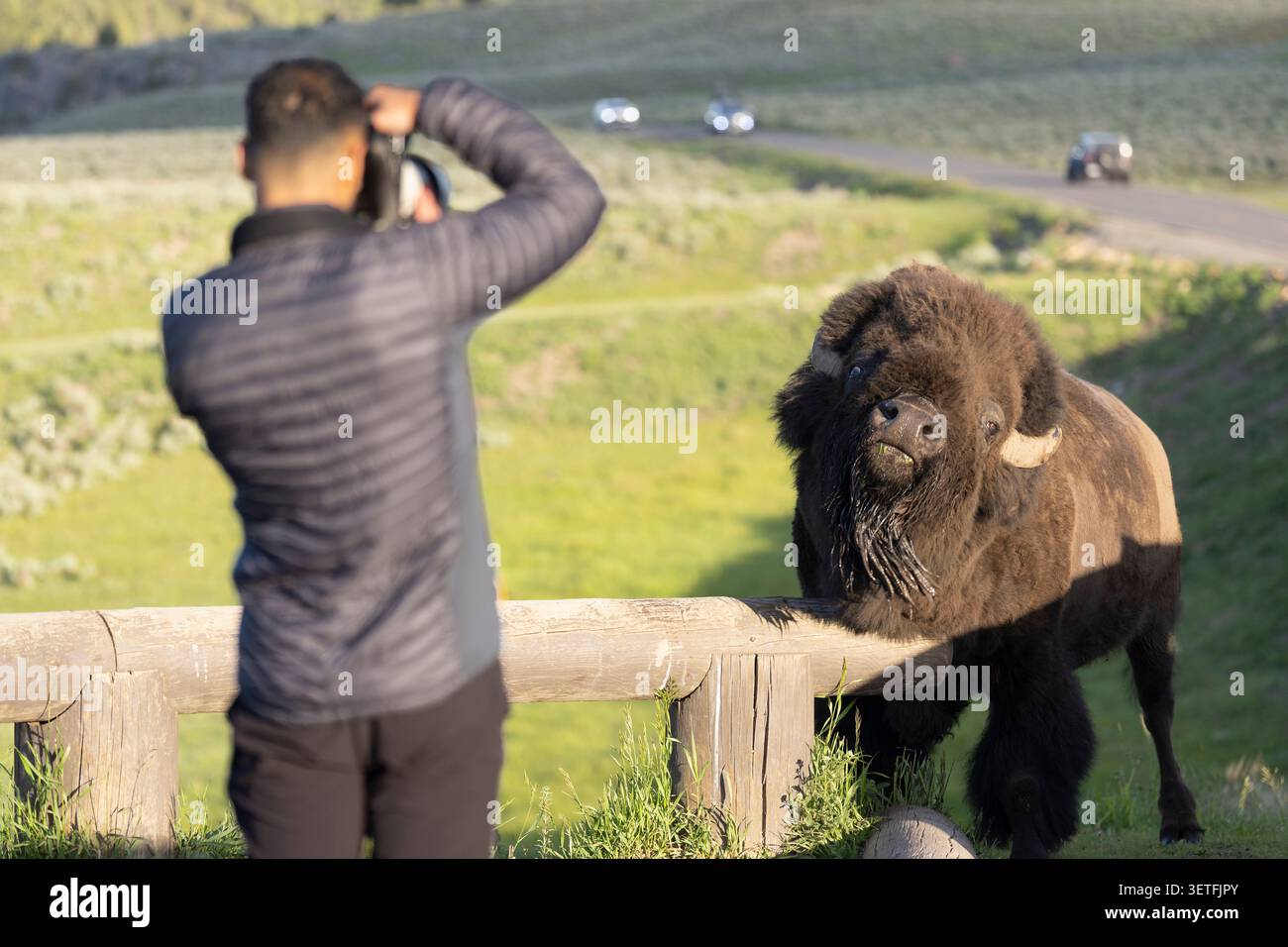 Lamar Valley im Yellowstone-Nationalpark in Montana Stockfoto