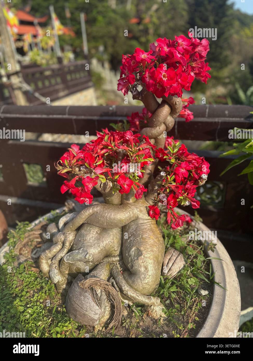 Blühender Bonsaibaum mit roter Wüstenrose in einem Keramiktopf draußen. Eine wunderschöne adenium obesum bonsai Pflanze mit leuchtenden rosa-roten Blüten und einer faszinierenden - Smartphone-aufgenommenes Stockfoto