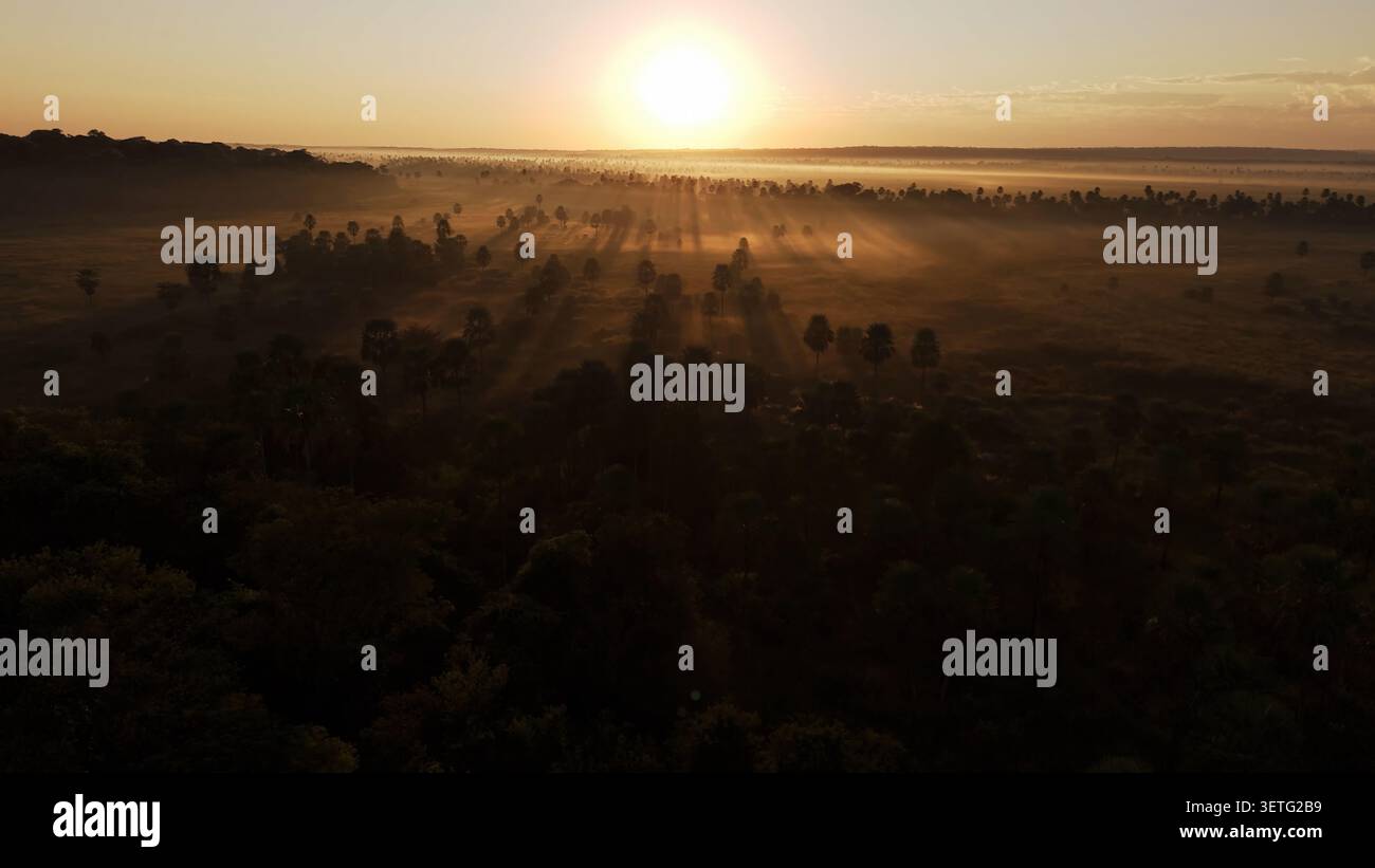 Der Sonnenuntergang taucht am Horizont tief. Goldenes Licht taucht das Feld auf. Staub wirbelt in der Ferne. Die Rinderherde weidet friedlich. Sie bewegen sich langsam durch Stockfoto