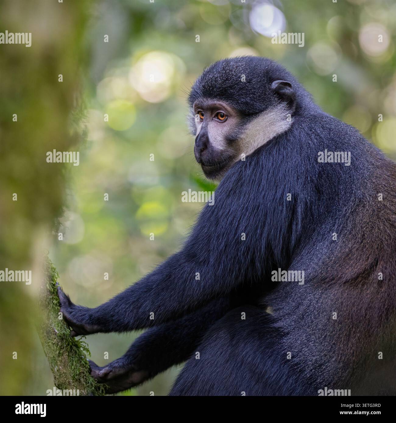 L'Hoest's Monkey (Allochrocebus lhoest) im Bwindi Unpenetrable Forest, Uganda Stockfoto