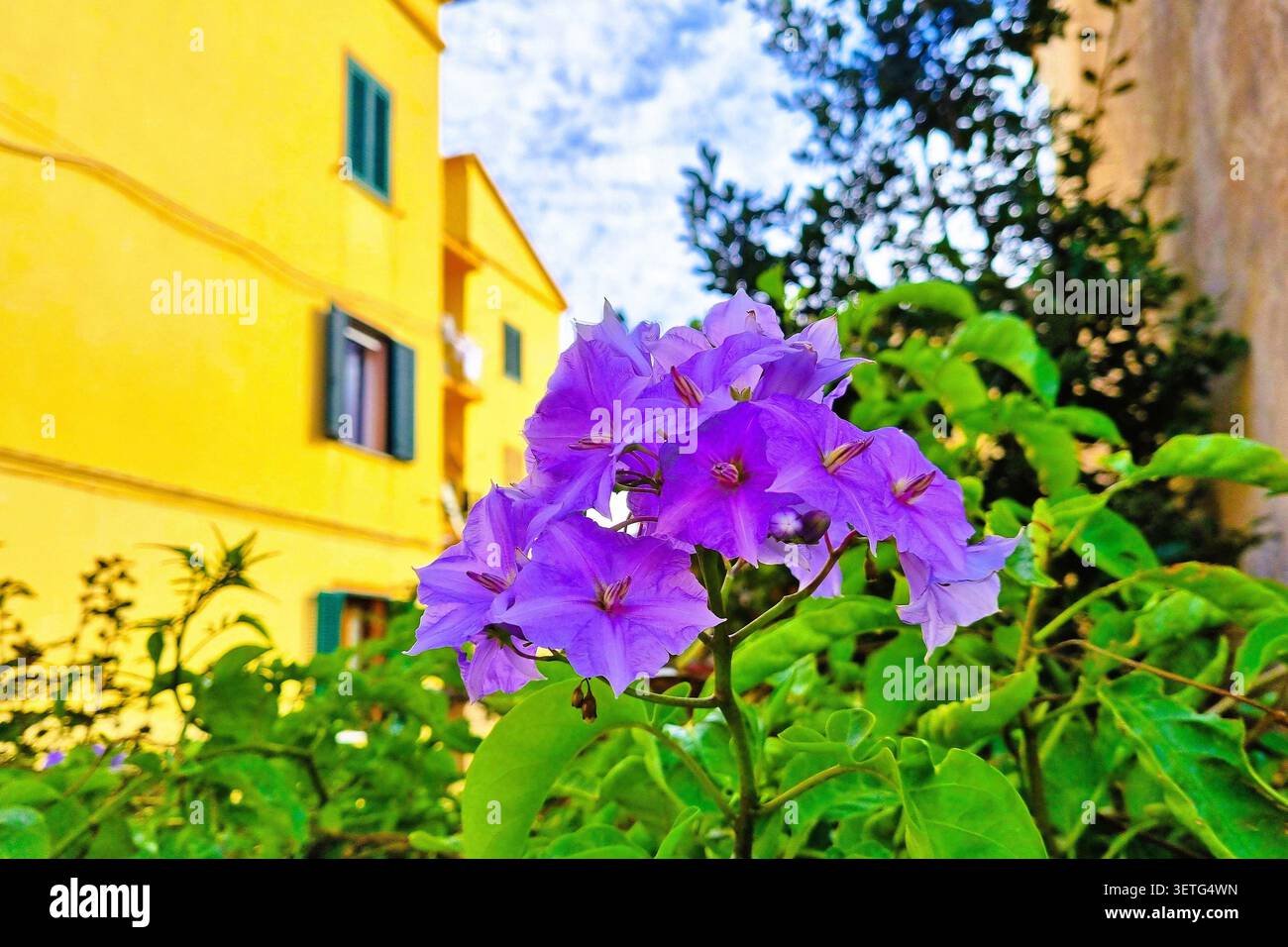 Farbenfroher Hintergrund mit hellem lila Nachtschatten, solanum wendlandii Blume Stockfoto
