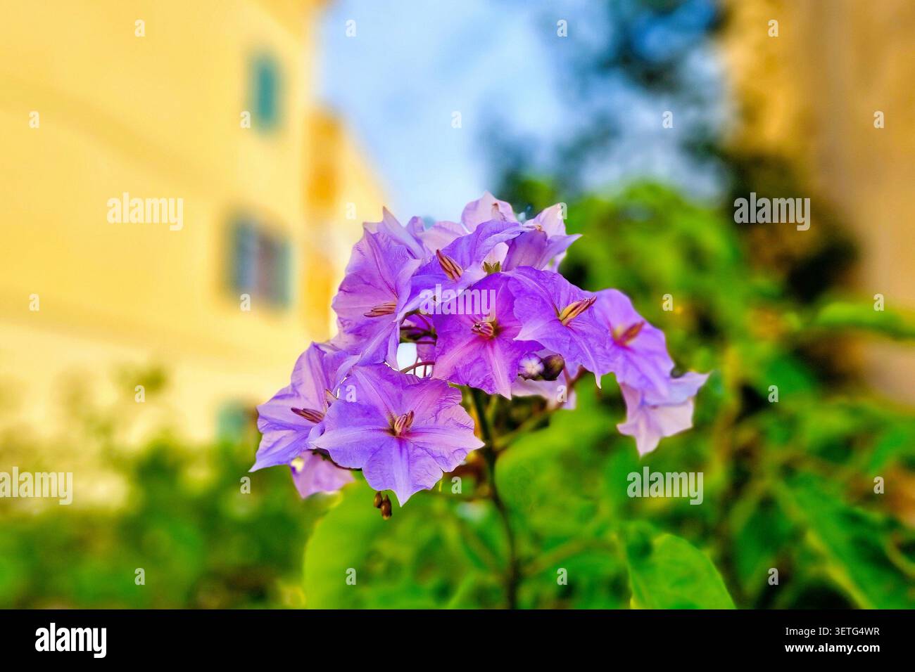 Leuchtend violette Blumen des Nachtschattens von Wendland, Solanum wendlandii, vor einem bunten, verschwommenen Hintergrund Stockfoto