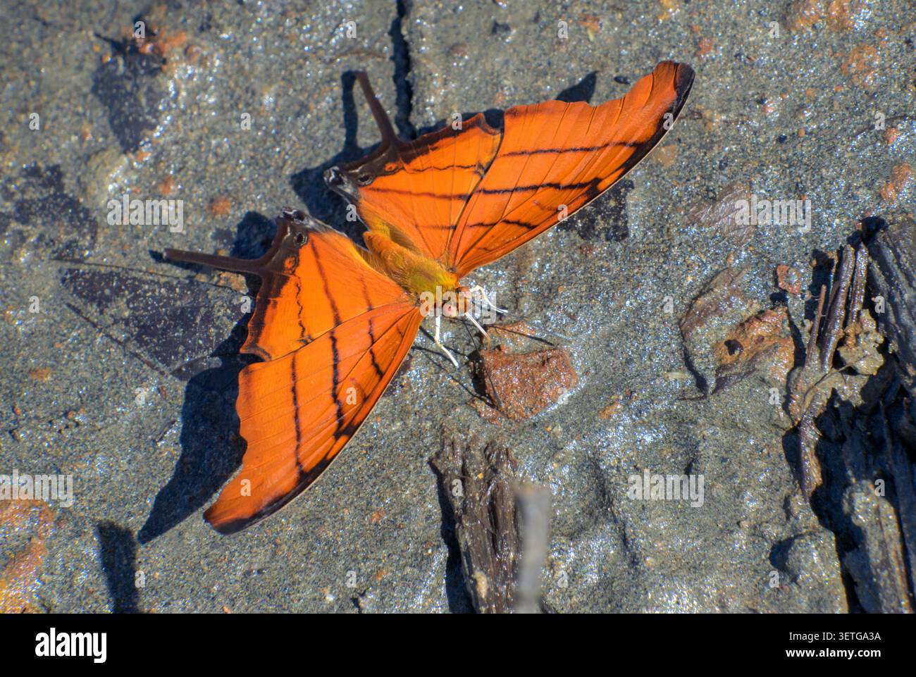 Ruddy Dolch Schmetterling (Marpesia petreus) leckt Mineralien aus Sand am Ufer des Flusses Madre de Dios, Manu Nationalpark, Peru. Stockfoto
