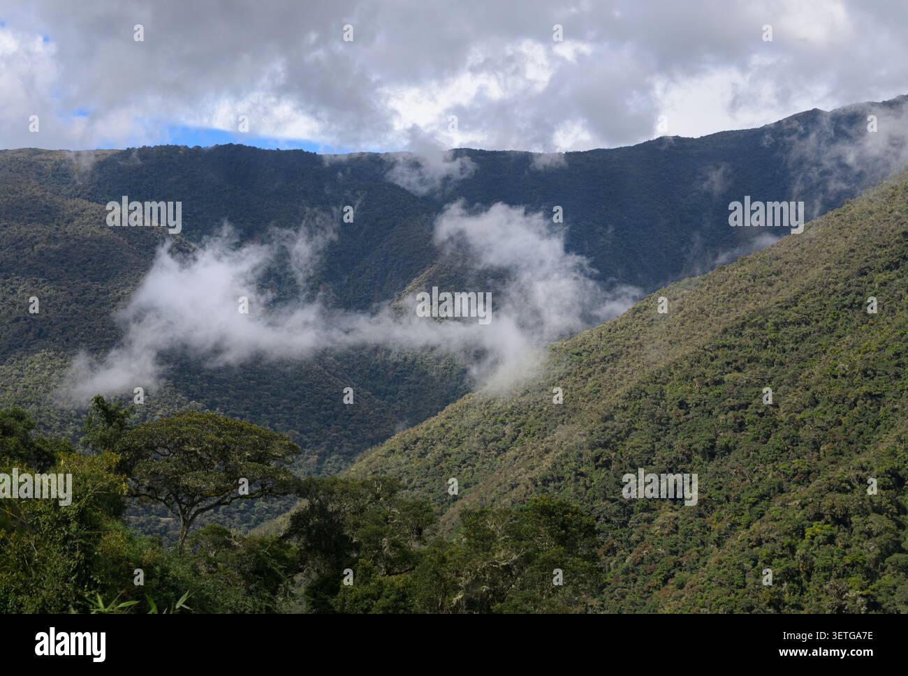 Wolken über peruanischem Wolkenwald an Andenhängen. Stockfoto