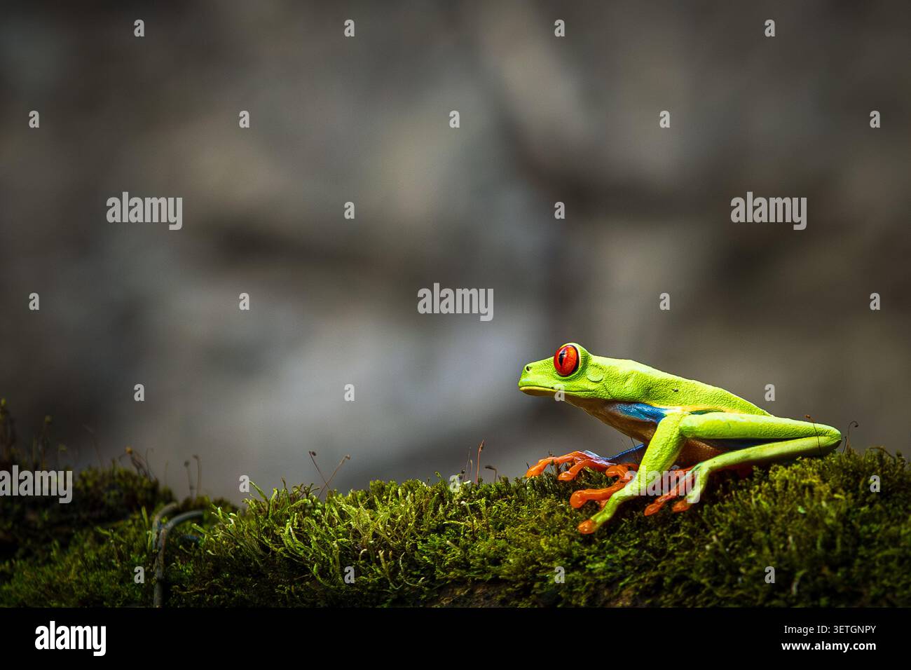 Rotäugiger Baumfrosch (Agalychnis callidryas) sitzt auf einem moosbewachsenen Baumstamm und schaut in den tropischen Regenwald von Costa Rica hinauf. Stockfoto