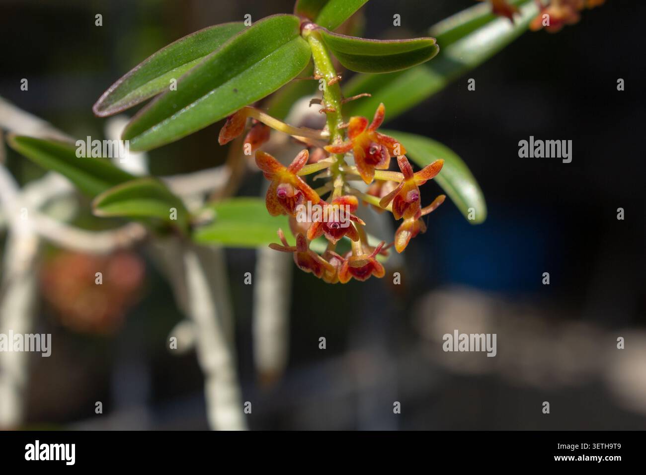 Eine Ansicht einer Epidendrum globiflorum orangefarbenen Gastropodien-Orchidee. Stockfoto