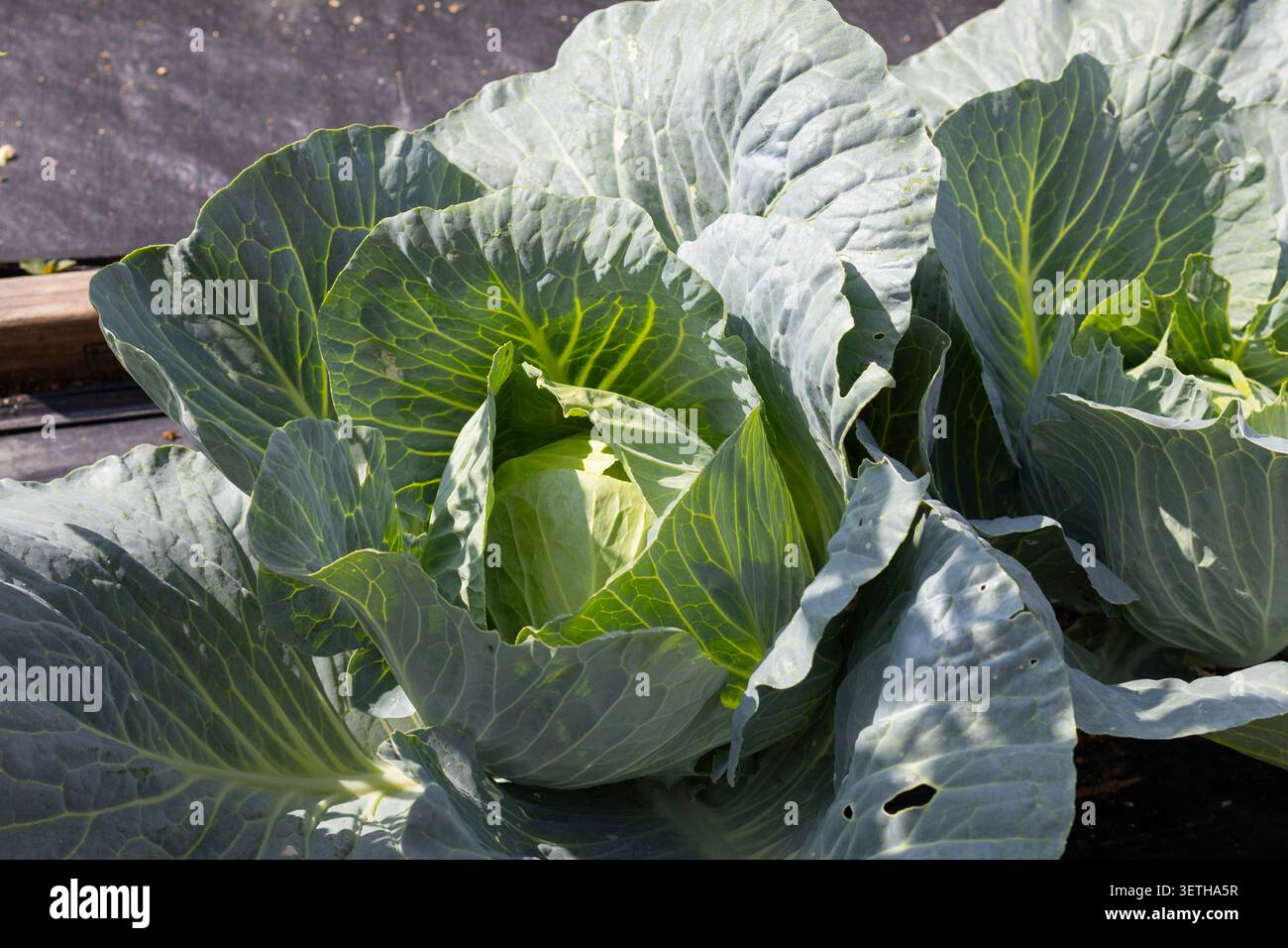 Gesunde Grünkohlköpfe wachsen in einem Bio-Gemüsegarten. Nachhaltige Landwirtschaft, einheimisches Gemüse, gesunde Ernährung Stockfoto