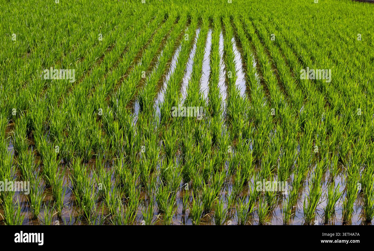 Weite Sicht auf lebendige grüne Reisfelder mit jungen Reispflanzen, die auf überfluteten Feldern wachsen. Agrarlandschaft, Reisanbau Stockfoto