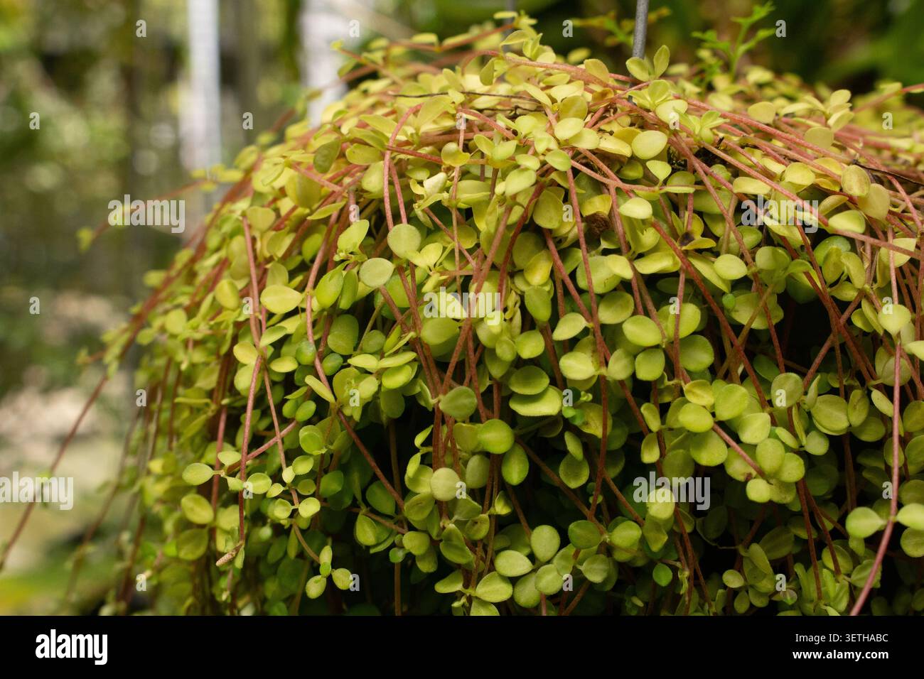 Eine Ansicht einer kriechenden Jade-Pflanze. Stockfoto