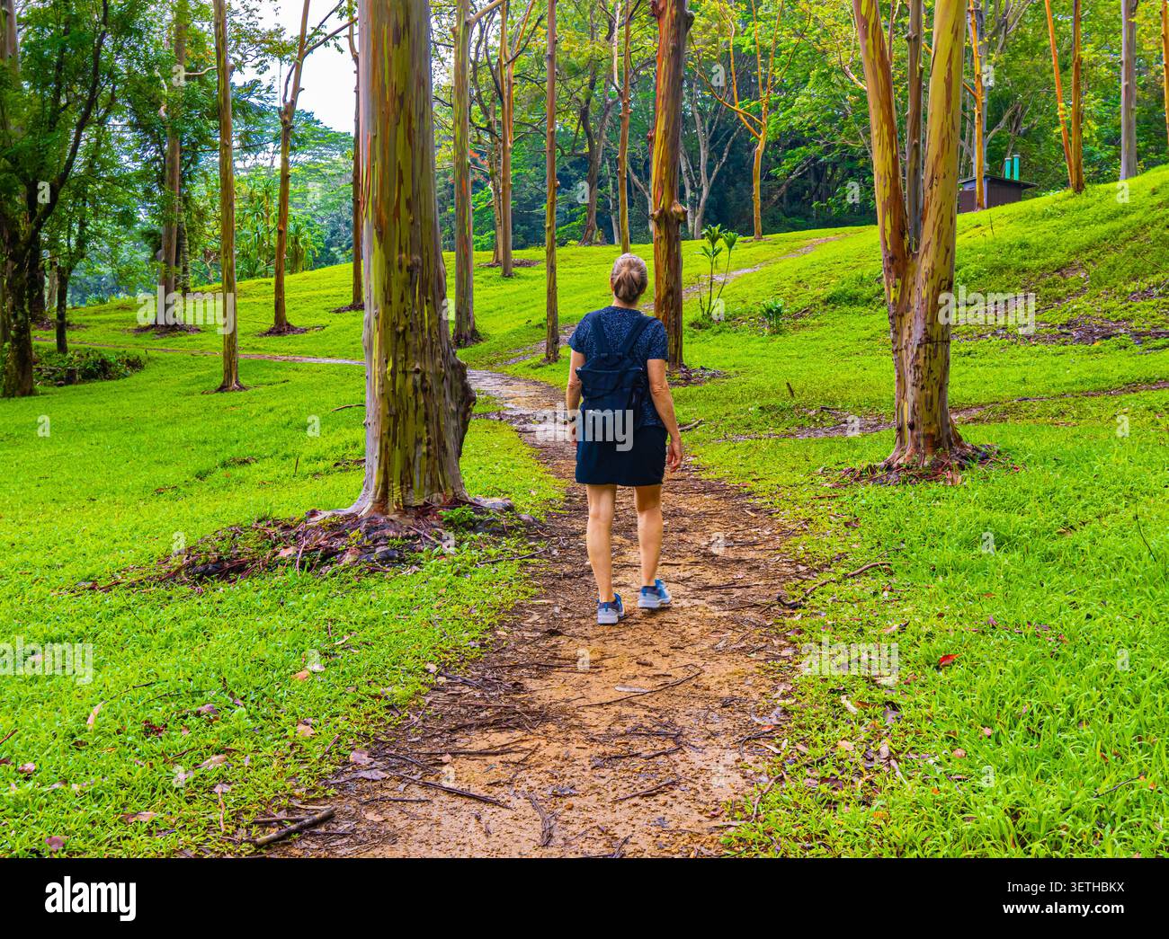 Weibliche Wanderer auf dem Trail durch den Rainbow Eucalyptus Tree Forest im Keahua Forest Arboretum, Kauai, Hawaii, USA Stockfoto