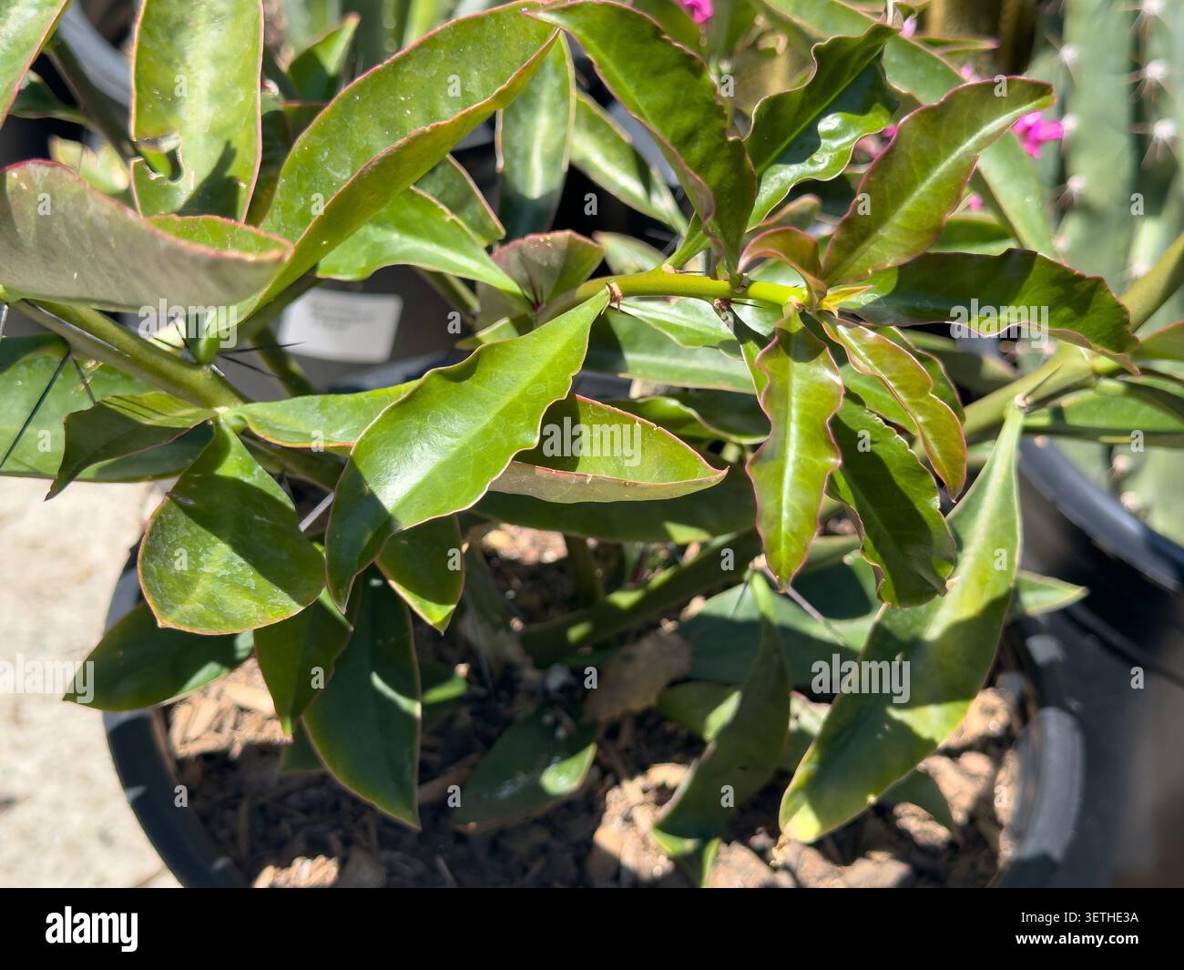 Eine Ansicht der Blätter des violetten Rosenkaktus. Stockfoto