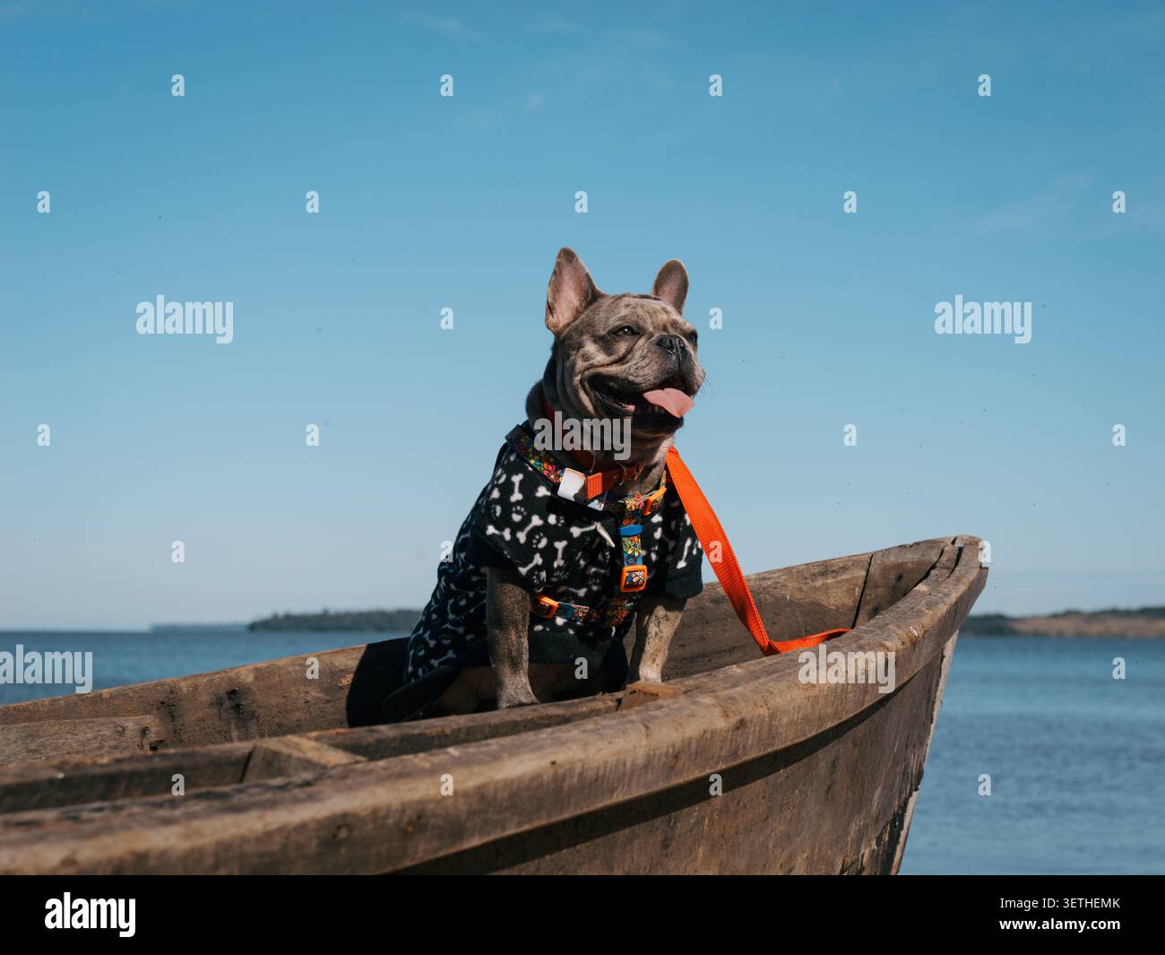 Die französische Bulldogge sitzt auf einem Holzboot. Er trägt ein schwarzes Hemd mit weißen Punkten. Seine Zunge hängt in der Sonne. Der Himmel ist klar und blau. Ruhiges Wasser Stockfoto