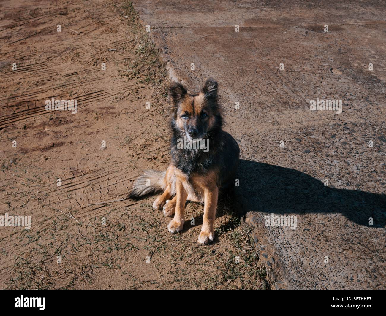 Hund sitzt auf einem unbefestigten Weg mit Flecken von Gras.nits Fell ist eine Mischung aus braunen und schwarzen Farben.nit blickt direkt in die Kamera, ruhig und aufmerksam.nSonnenlicht Stockfoto