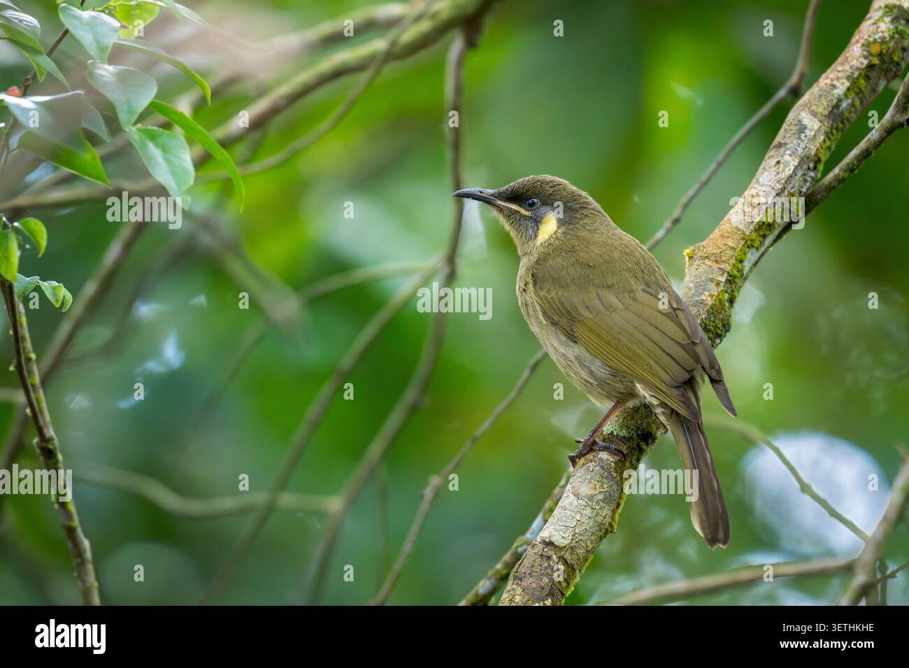 Leise alarmieren Sie einen einzelnen Lewin's Honeyeater, der vorsichtig den Waldboden und jede Bewegung durchsucht, die auf einen Beutegegenstand hinweist. Stockfoto