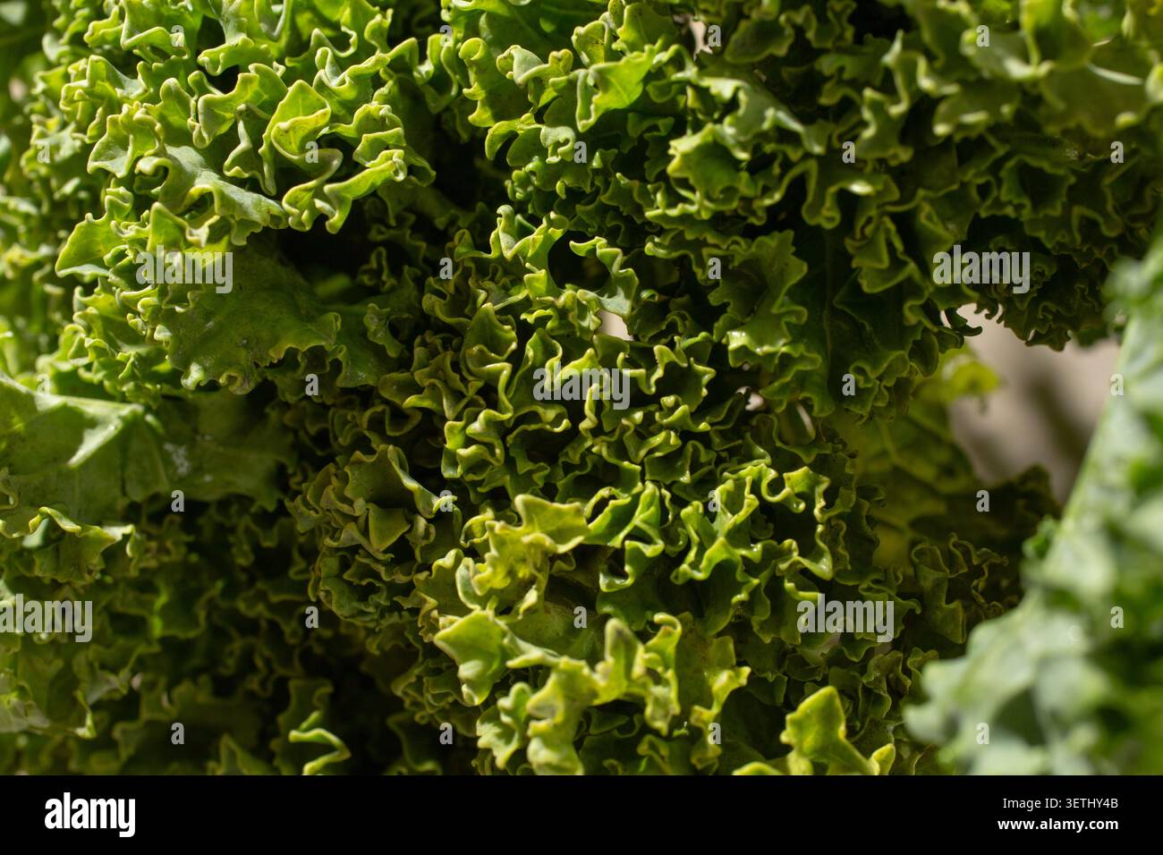 Eine Nahaufnahme von lockigem Kohl. Stockfoto