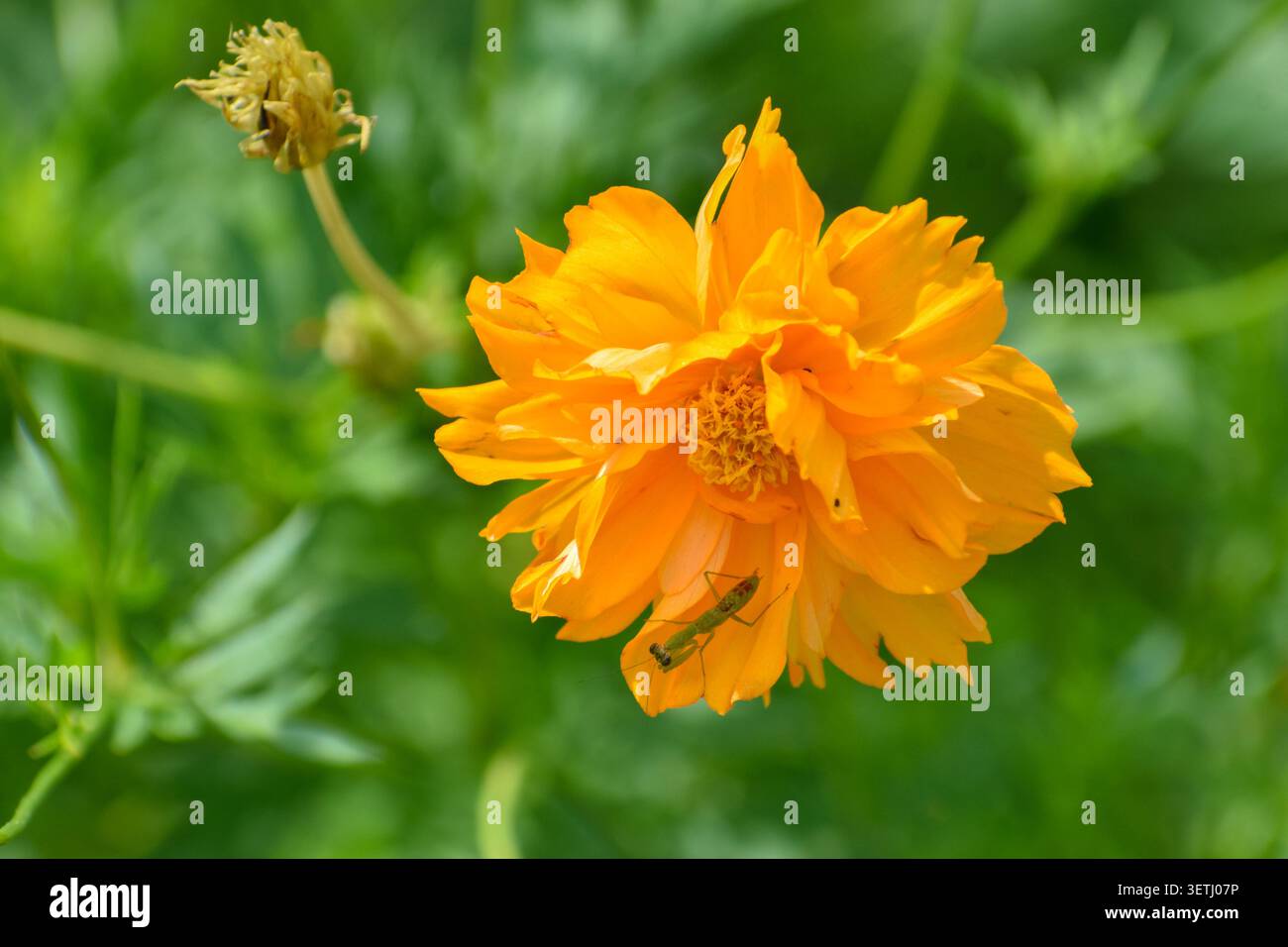 Eine betende Mantis in einer orangefarbenen Kosmos-Blume. Fotografiert im westlichen Teil von Singapur. Stockfoto