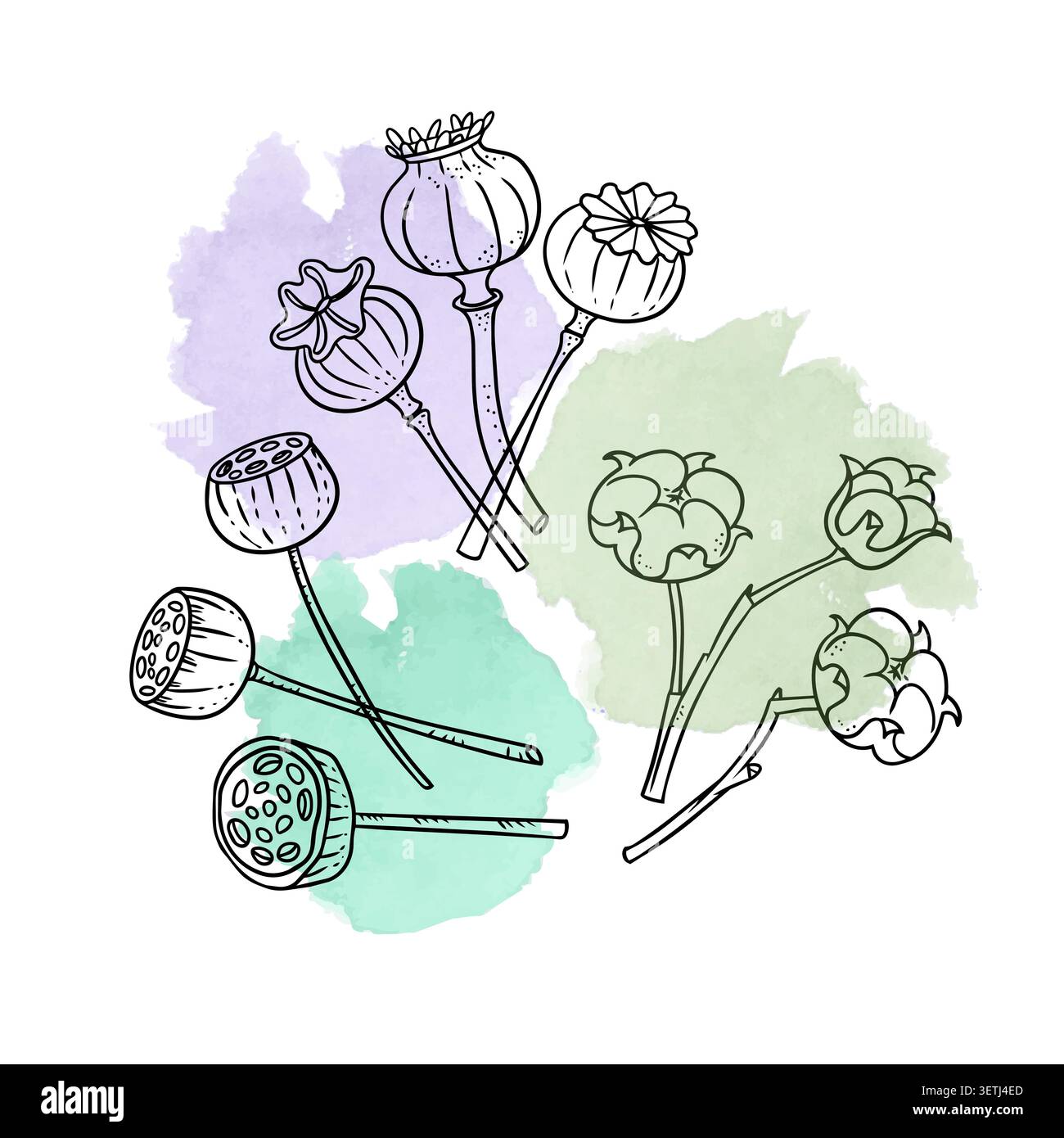 Botanische Stylenkunst-Illustration mit Mohnschoten, Baumwollzweigen und Lotussamen-Köpfen. Elegante handgezeichnete Blumenelemente über weichem Design Stock Vektor