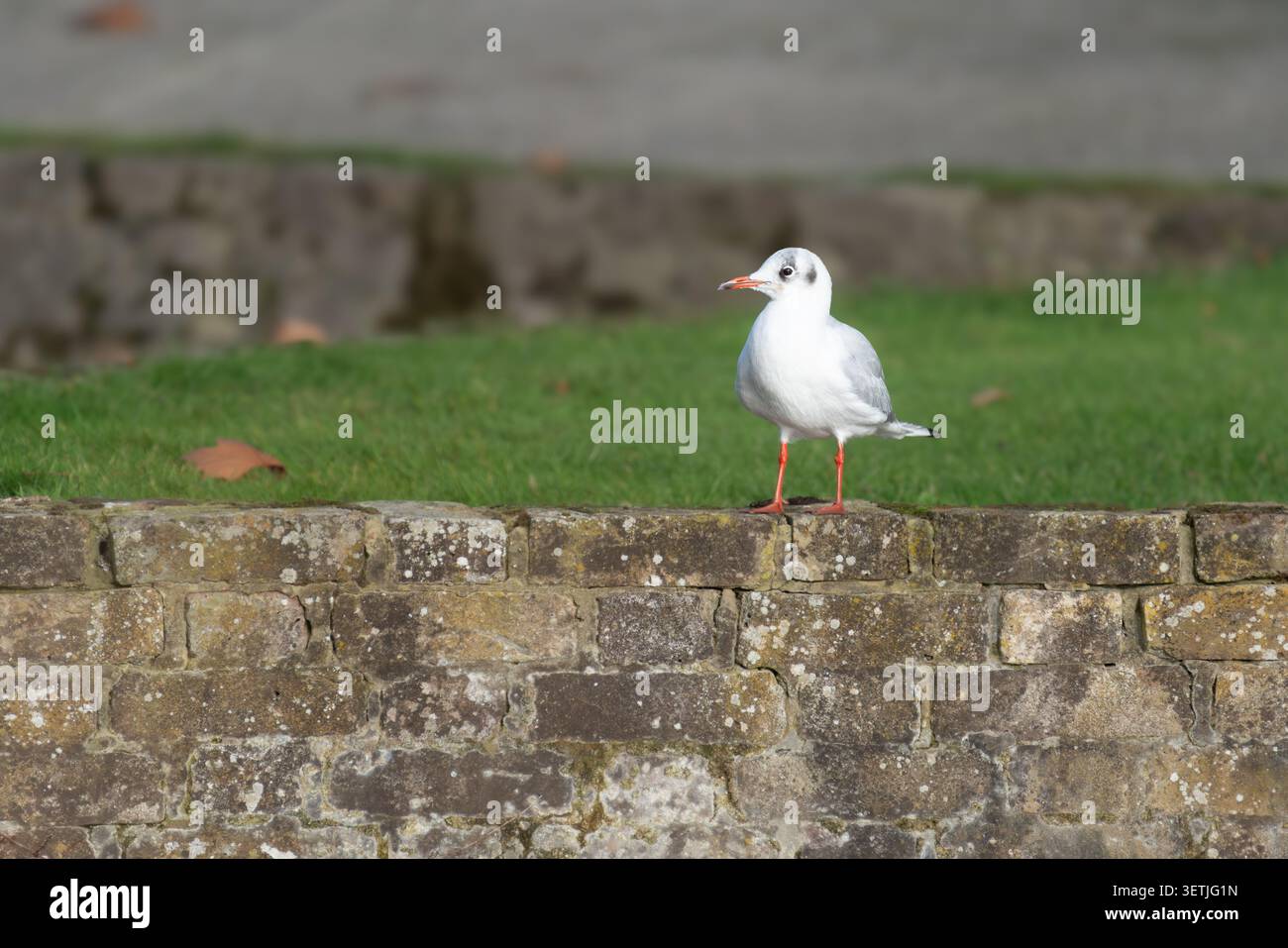 Schwarzkopfmöwe Chroicocephalus ridibundus Wintergefieder auf Steinmauer, Buckinghamshire, Vereinigtes Königreich Stockfoto