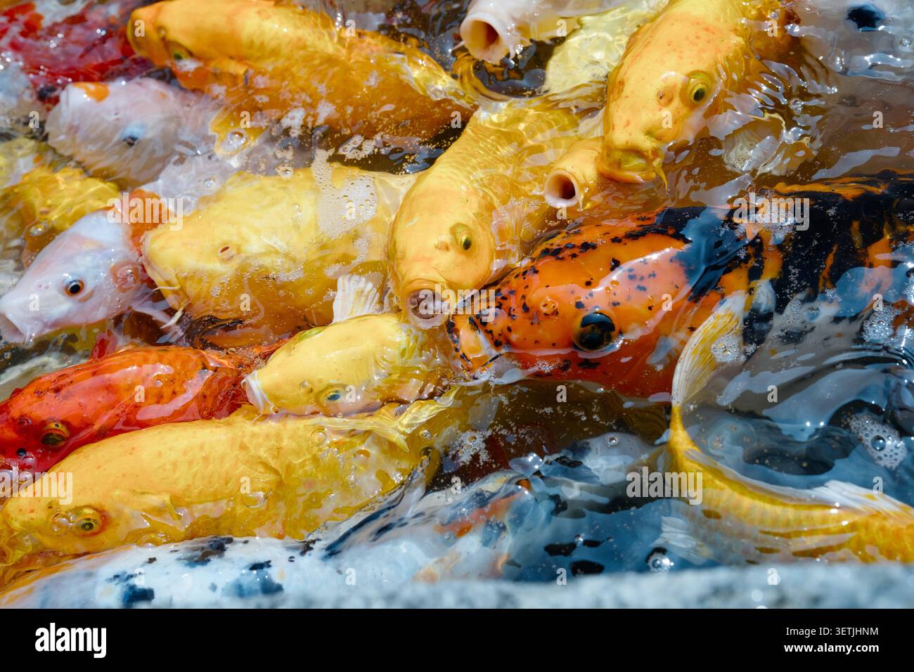 Farbenfrohe Koi-Fische, Die Im Überfüllten Teich Gefüttert Werden, Aus Nächster Nähe Mit Leuchtenden Gelben, Orangefarbenen Und Schwarzen Mustern Stockfoto