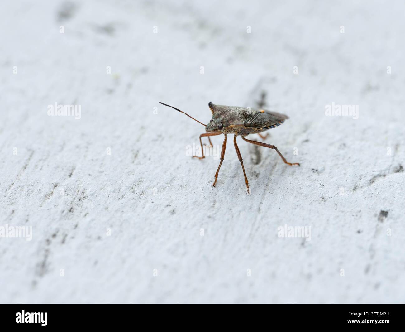 Biodiversität – Pentatoma rufipes – Rotbeiniger Schildkäfer auf Balkon – Bild zur Schädlingsbekämpfung. Hochwertige Fotos Stockfoto