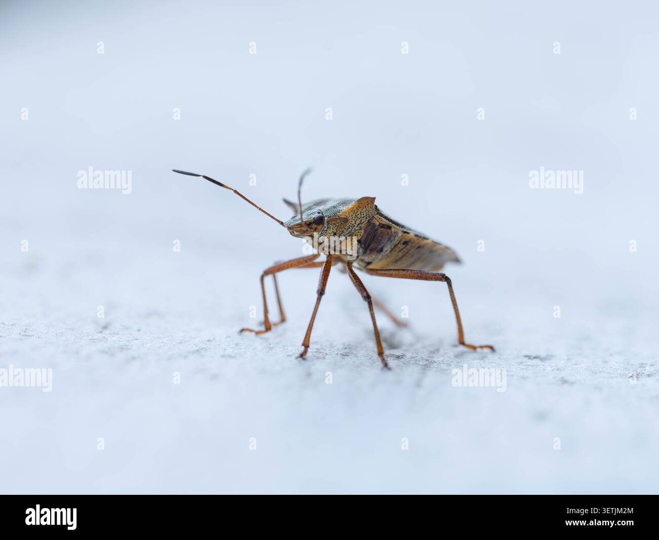 Biodiversität – Pentatoma rufipes – Rotbeiniger Schildkäfer auf Balkon – Bild zur Schädlingsbekämpfung. Hochwertige Fotos Stockfoto