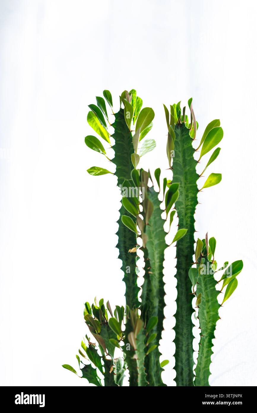 Nahaufnahme einer grünen Euphorbia trigona-Kaktuspflanze, isoliert auf einem hellen weißen Hintergrund, mit saftigen Blättern und Dornen, geeignet für Interio Stockfoto
