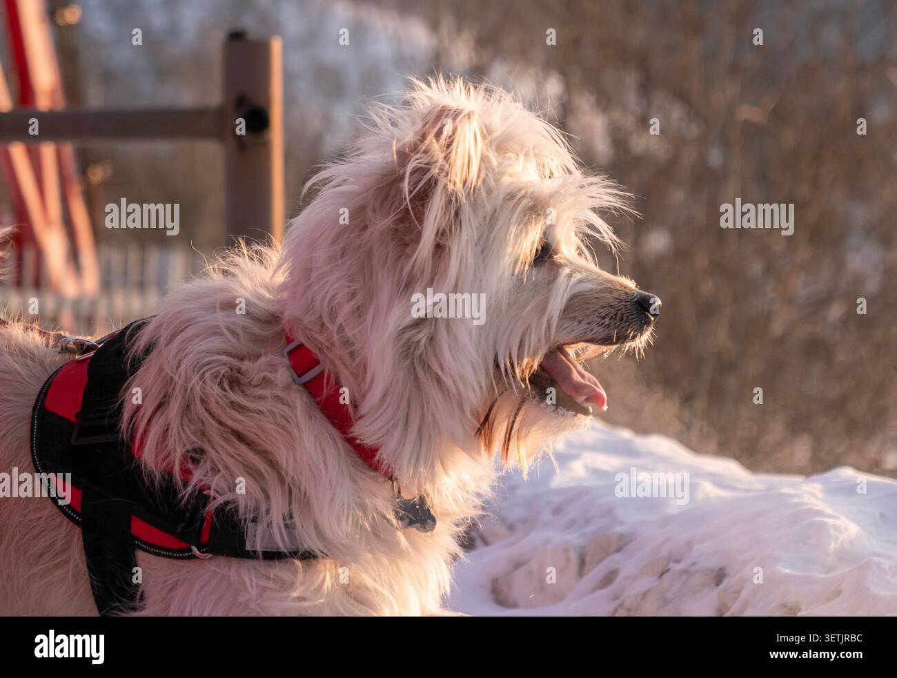 Hund genießt die Winterlandschaft während der goldenen Stunde mit sanftem Sonnenlicht, das sein Fell beleuchtet Stockfoto