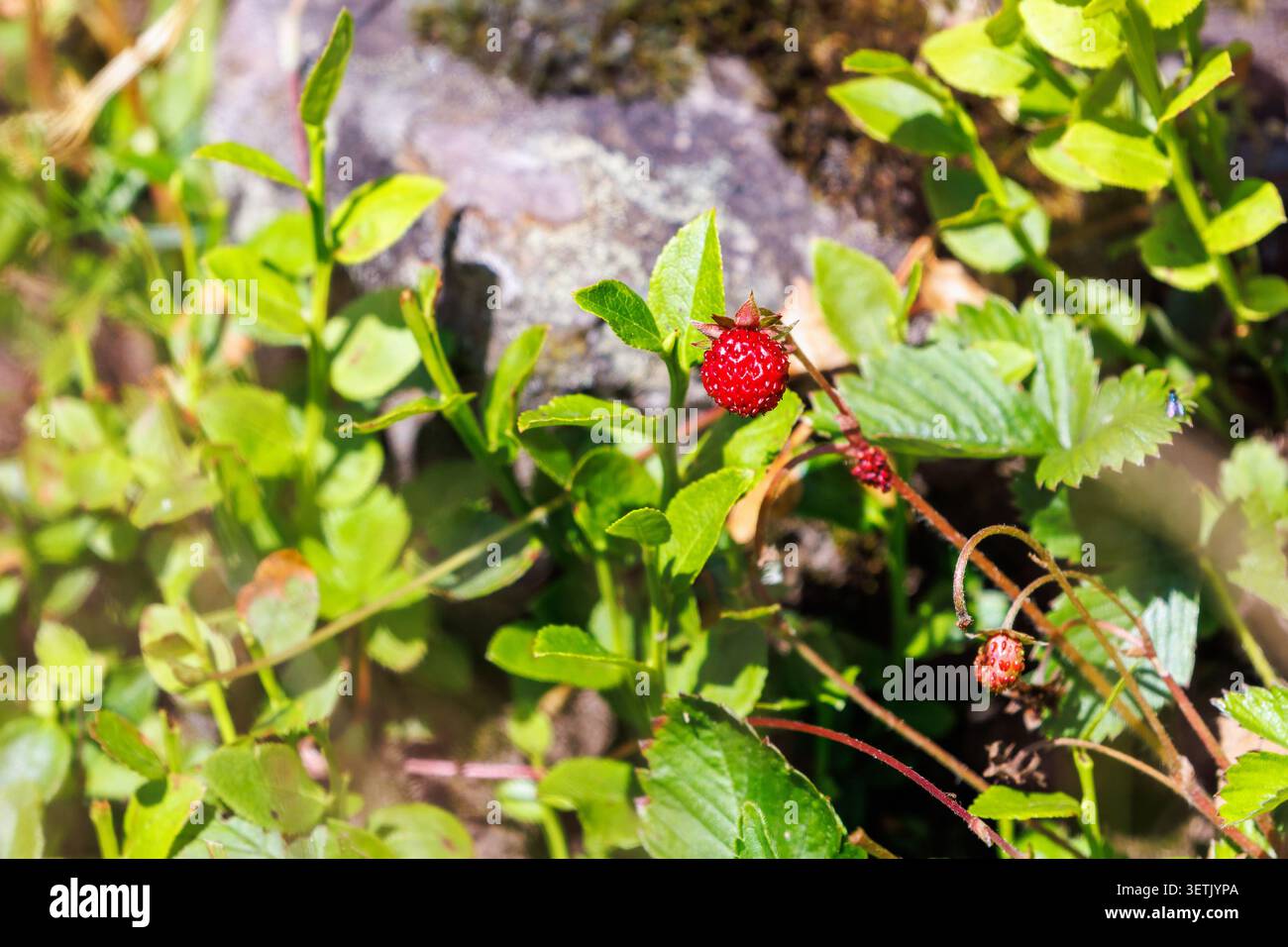 Wilde Erdbeeren wachsen natürlich auf einer Wiese Stockfoto