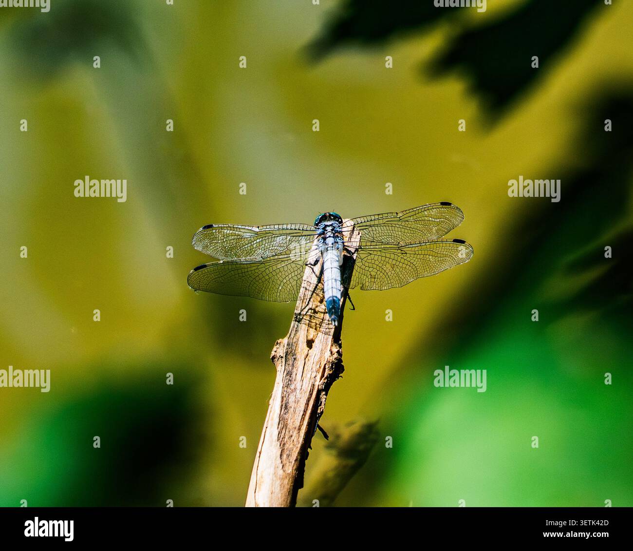 Eine blaue Libelle mit durchsichtigen Flügeln liegt auf einem trockenen Holzzweig. Makrofotografie des Insekts an einem sonnigen Sommertag gegen einen hellen Stockfoto
