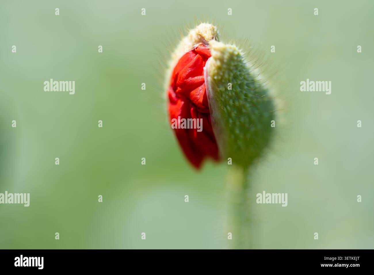 Makrofoto einer roten Mohnknospe, die beginnt sich zu öffnen. Zarte Blütenblätter tauchen aus den haarigen grünen Sepalen auf und heben sich von einem weichen, verschwommenen Blütenblatt ab Stockfoto