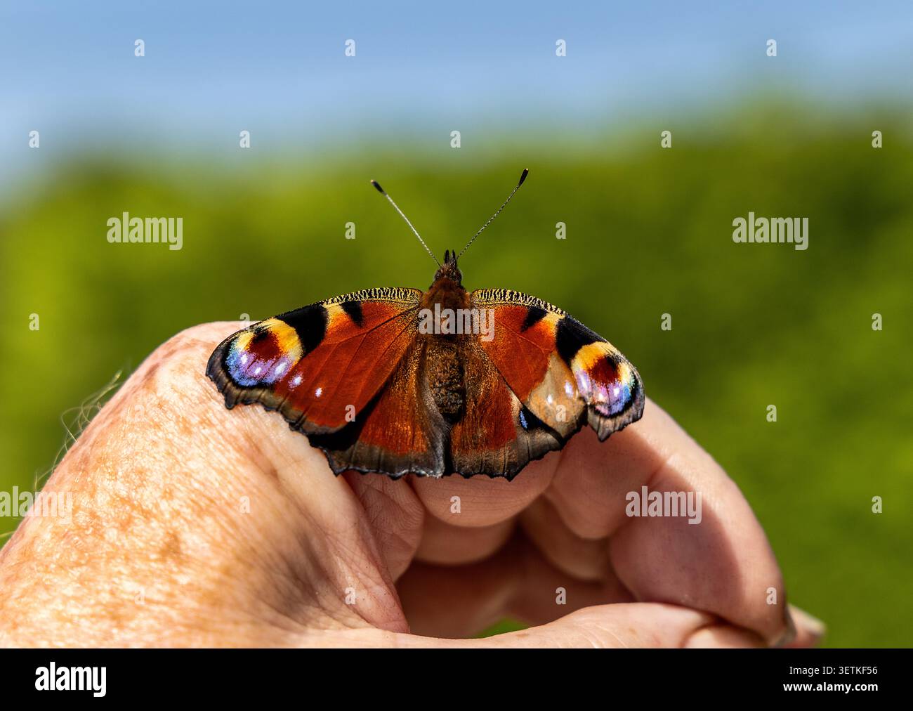 Frisch gebackener Pfauenfalter, der auf einer menschlichen Hand liegt und seine Flügel für einen ersten Flug in die Sommersonne vorbereitet Stockfoto