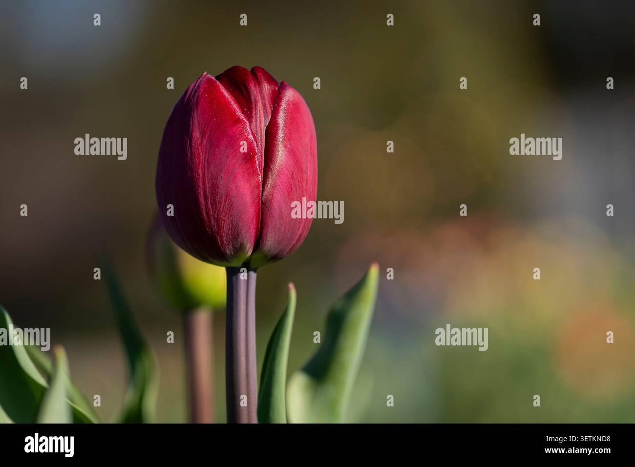 Nahaufnahme einer tiefen burgunderroten Tulipa „Onkel Tom“-Tulpe, die im warmen Sonnenlicht leuchtet, mit weichem Bokeh und einem farbenfrohen Frühlingsgarten. Stockfoto
