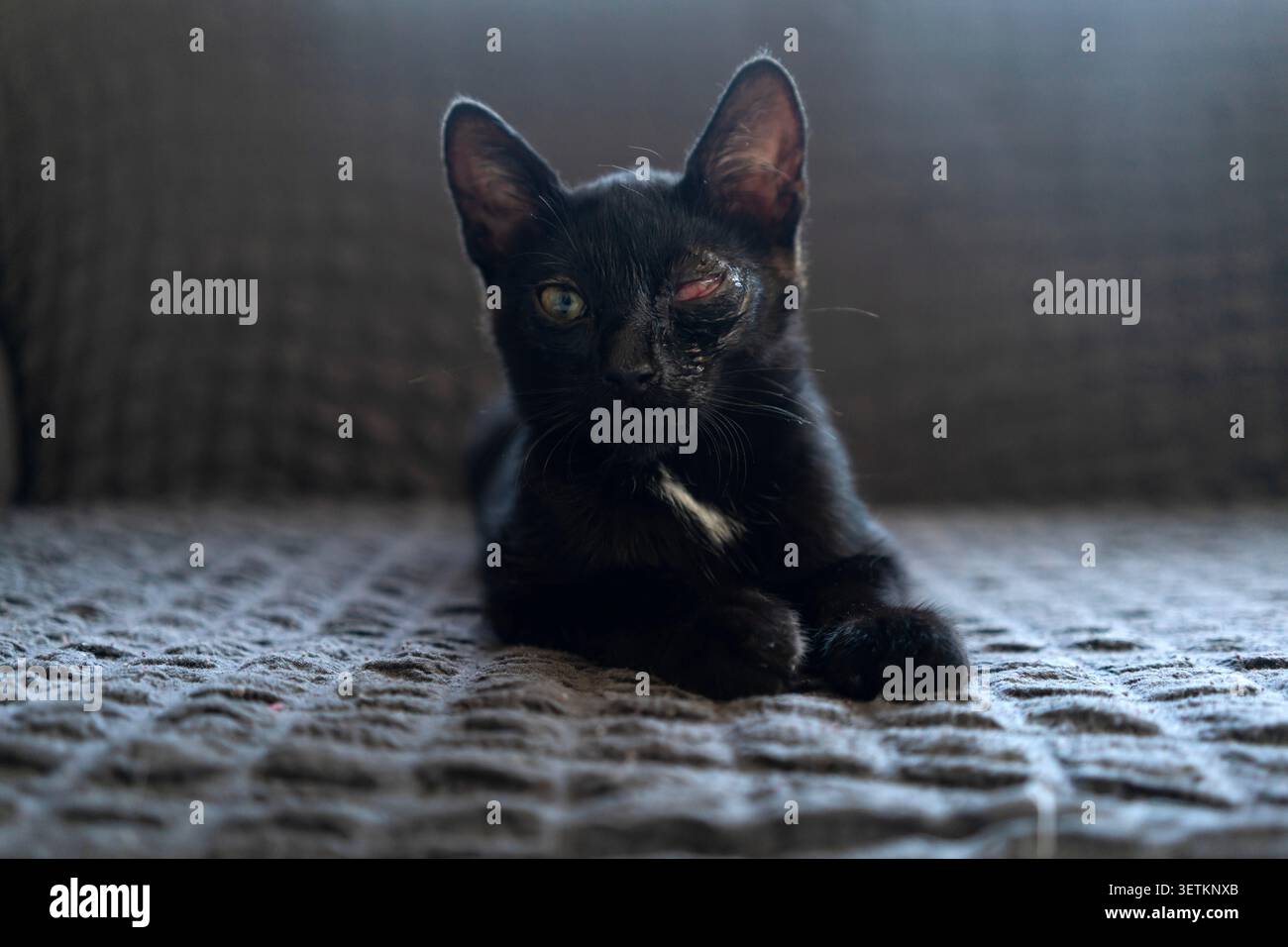 Schwarze Rettungskatze mit einem Auge verloren durch das feline Herpesvirus. Verletztes Kätzchen Porträt, behinderte Tier- oder Tierheime Adoption, tierärztliches Versorgungskonzept. Stockfoto