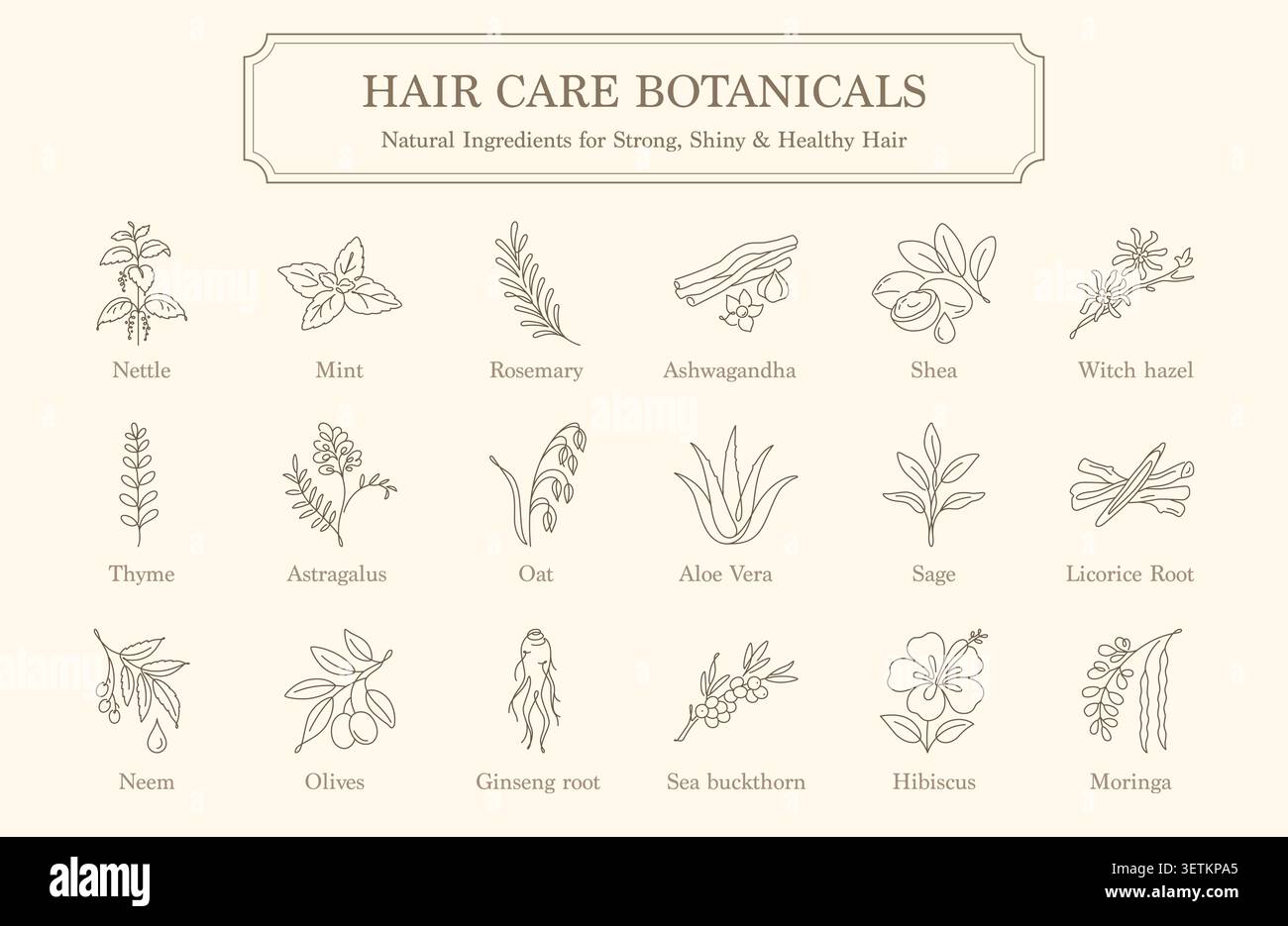 Haarpflege Botanicals natürliche Inhaltsstoffe für kräftiges glänzendes und gesundes Haar Stock Vektor