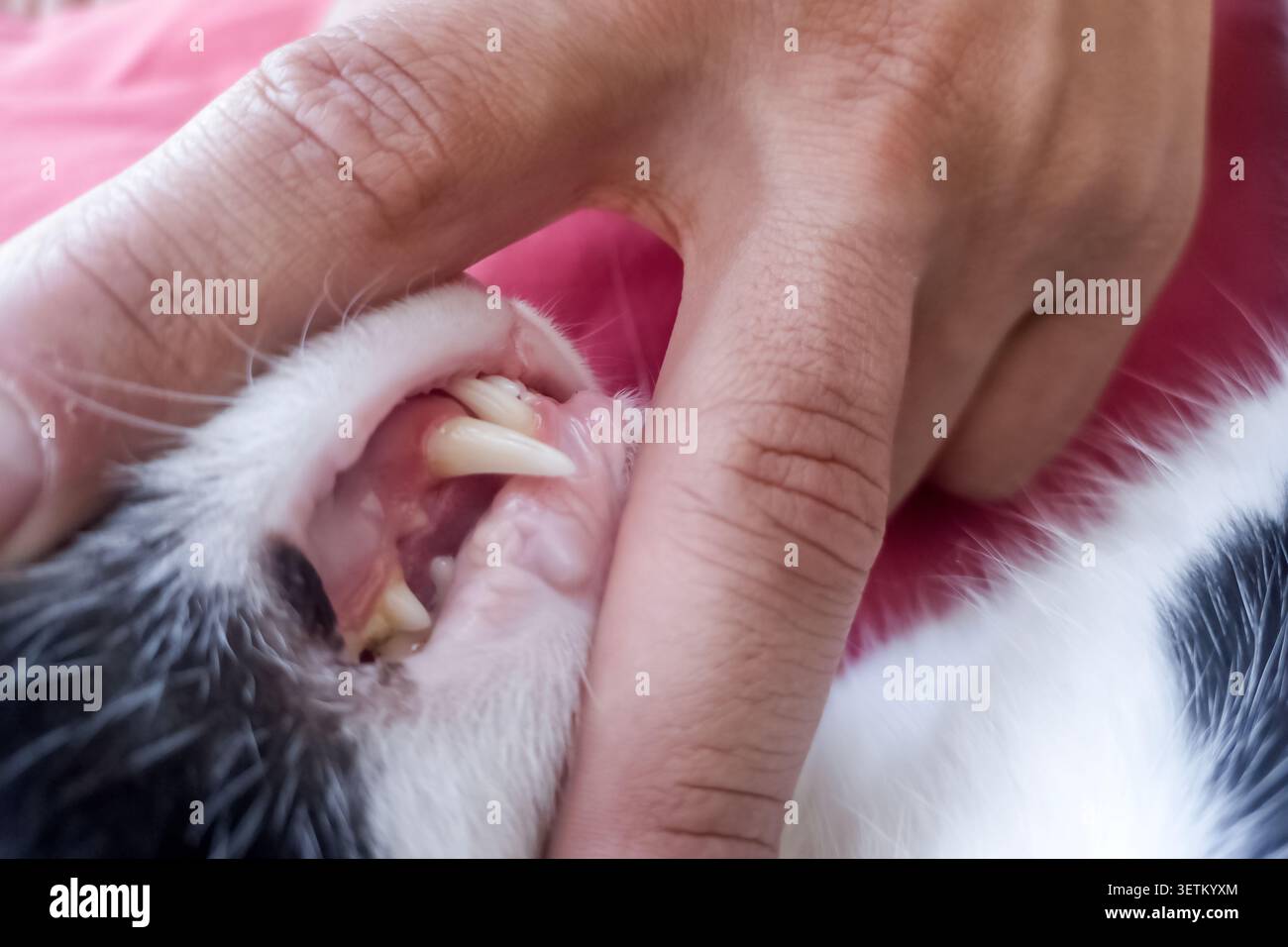 Tierarzt untersucht Katzenzähne; Haustierzahnuntersuchung, Katzengesundheitspflege, Mundhygieneinspektion mit offenem Mund bei Tierklinikbesuch. Stockfoto
