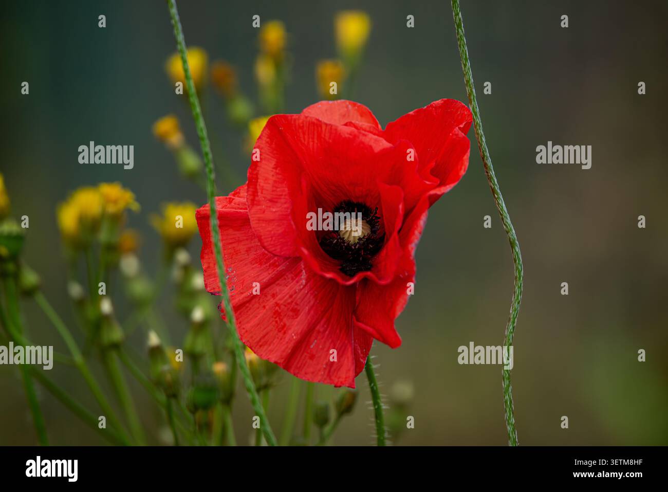 hellrote Amaryllisblume auf einem Feld mit Gänseblümchen Stockfoto