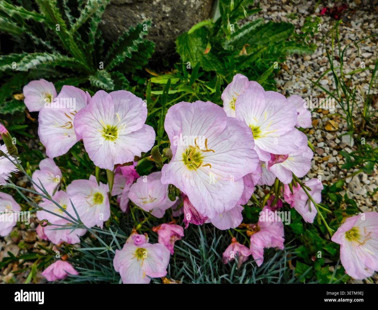 Natürliches Nahaufnahme blühendes Pflanzenporträt der zart entzückenden Oenothera Speciosa „Siskiyou“, Blumen. Seelenvoll, faszinierend, absorbierend, abstrakt Stockfoto